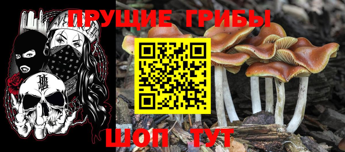 Псилоцибиновые грибы Cubensis  Галлюциногенные грибы ЛСД  Глазов  Вход с VPN 